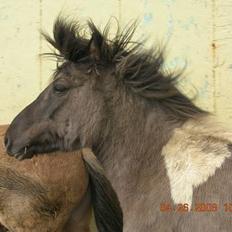 Islænder *Röst frá Efri-Lækjarda 