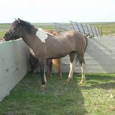Islænder *Röst frá Efri-Lækjarda 