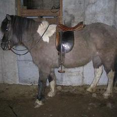 Islænder *Röst frá Efri-Lækjarda 