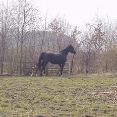 Dansk Varmblod Royal Lanett