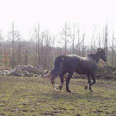 Dansk Varmblod Royal Lanett