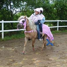 Haflinger Tarzan *Solgt