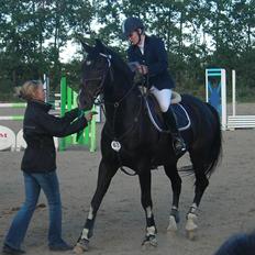 Hollandsk Varmblod Kastan