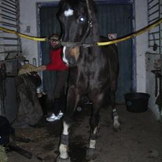 Hollandsk Varmblod Kastan