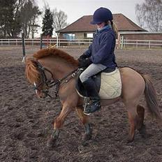 Dartmoor Samson *SOLGT*