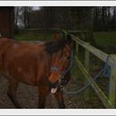 Hollandsk Sportspony Chateau "Tilbage"