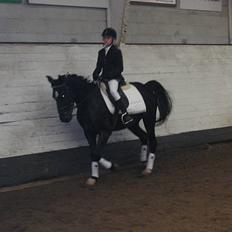 Hollandsk Sportspony Blacky<3 solgt