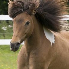 Islænder Sunshine **solgt**