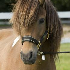 Islænder Sunshine **solgt**