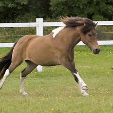 Islænder Sunshine **solgt**