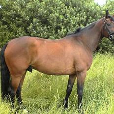 Dansk Varmblod Rubinstar *solgt*