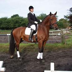 Dansk Varmblod Andigo