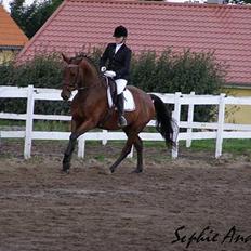 Dansk Varmblod Andigo