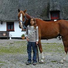 Welsh Pony af Cob-type (sec C) Midnight <3