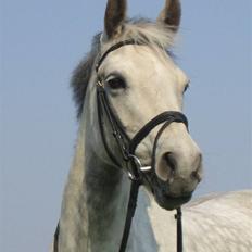 Connemara Pilgaards Queen