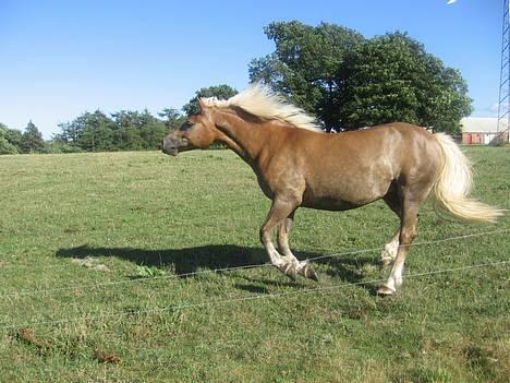 Haflinger Gravenshoveds Omira - Hahaah, et sjovt billede af den skøre pony :P billede 18