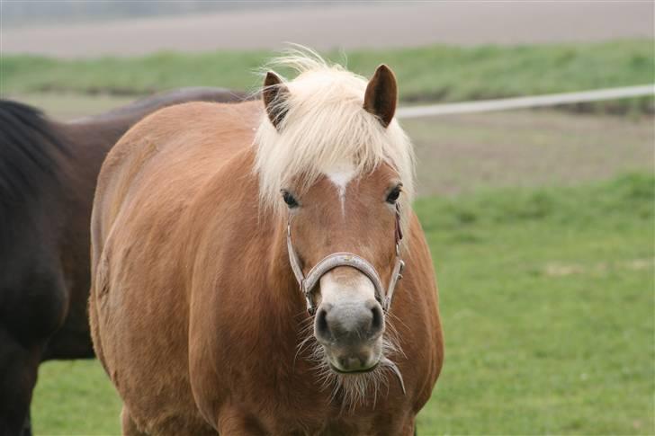 Haflinger Gravenshoveds Omira billede 19