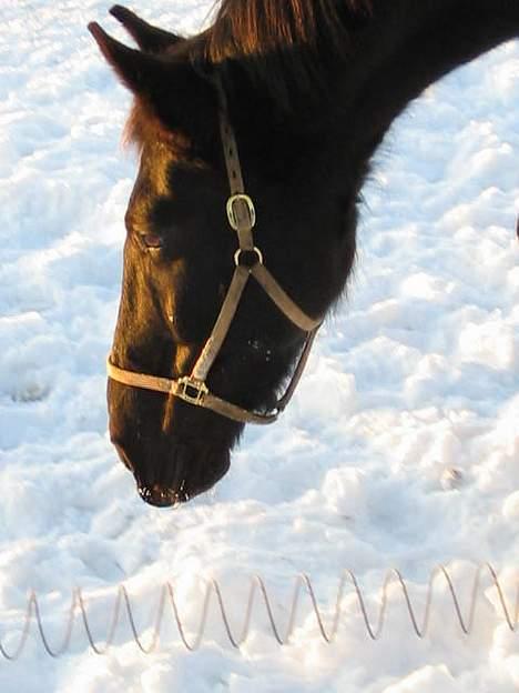 Oldenborg Donna <,3 billede 14