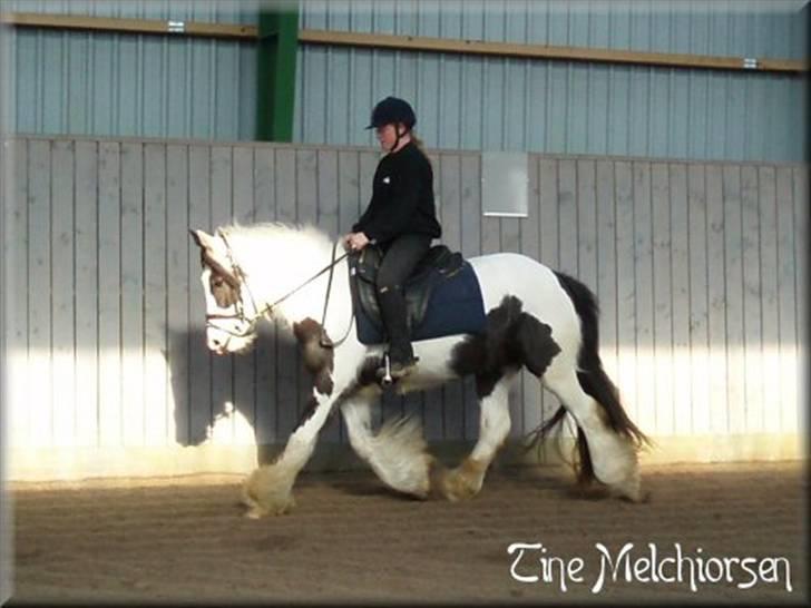 Irish Cob Melissa *solgt* billede 7
