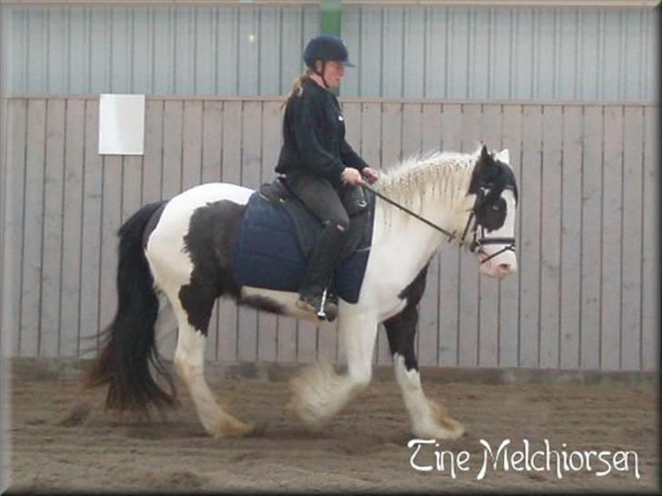 Irish Cob Melissa *solgt* billede 8
