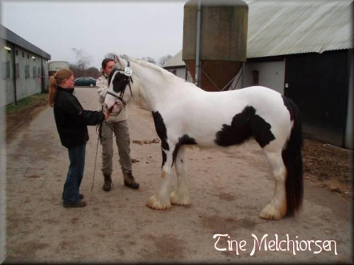 Irish Cob Melissa *solgt* billede 9