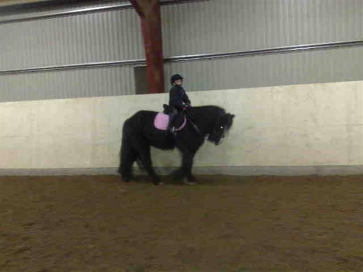 Tinker Lindholms Figaro solgt billede 4