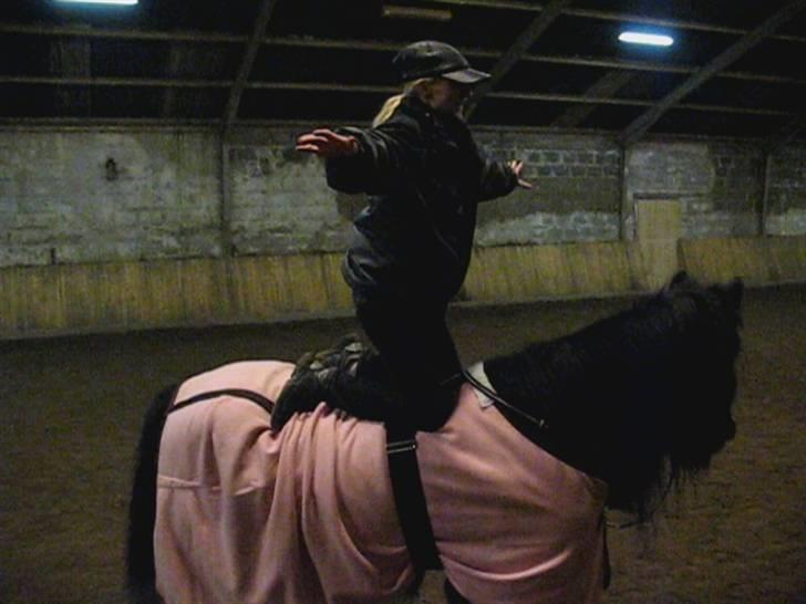 Tinker Lindholms Figaro solgt billede 8