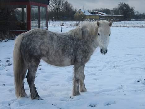 Anden særlig race Bella - Er Hun Ikk Bare Skøn I Sneen billede 8
