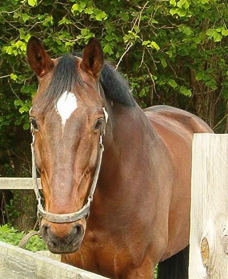 Hannoveraner Aktiv Igen (DØD) billede 16