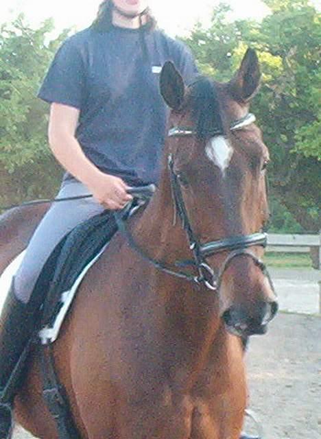 Hannoveraner Aktiv Igen (DØD) billede 19