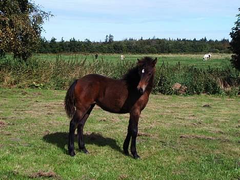 New Forest Annerups Persille - Musen som kikker efter et eller andet. billede 3