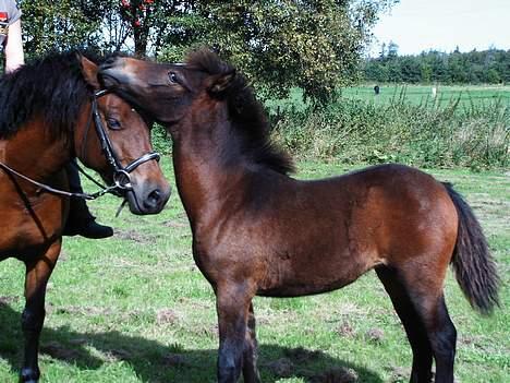 New Forest Annerups Persille - Her er persille musen men sig mor Puff p billede 4