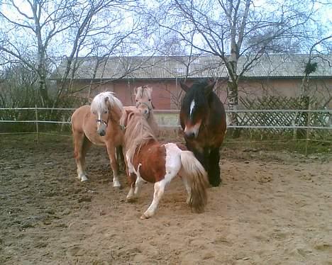 Pinto Baron (Solgt) - Høvding er rejst, men jeg har fået mig tre nye venner at lege med.... billede 9