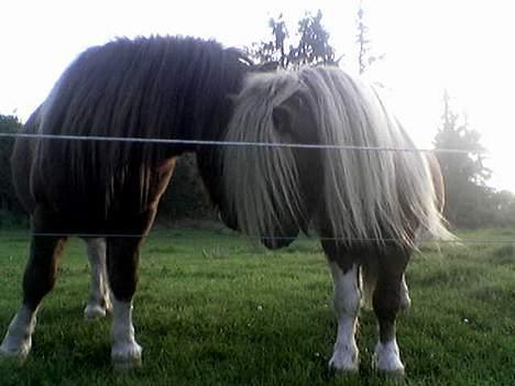 Pinto Baron (Solgt) - Her er jeg sammen med min gamle ven , Høvding billede 10