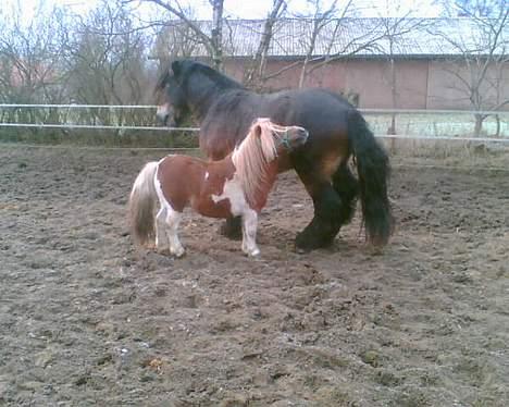 Pinto Baron (Solgt) - Ham jeg prøver at drille her er en jysk hingst på 3 år....., men han kan ikke fange mig...thi hi hi billede 11