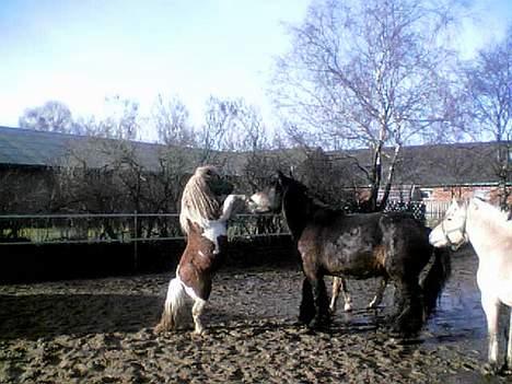 Pinto Baron (Solgt) - I kan bare komme an.... billede 12