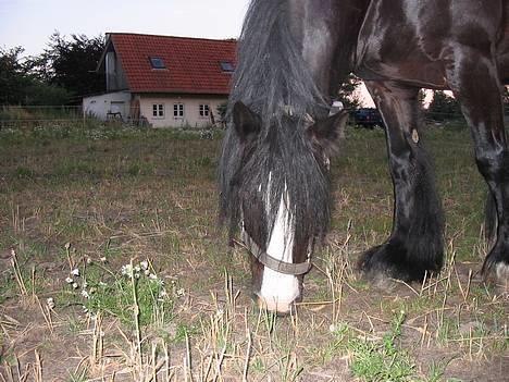 Tinker Lindholms Figaro solgt billede 10