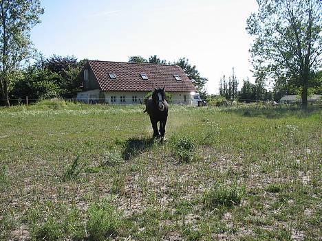 Tinker Lindholms Figaro solgt billede 11