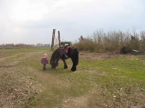 Tinker Lindholms Figaro solgt billede 12