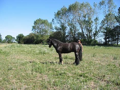 Tinker Lindholms Figaro solgt billede 13