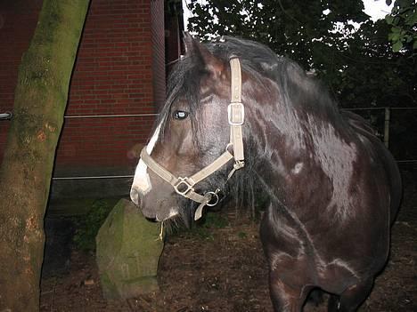 Tinker Lindholms Figaro solgt billede 14