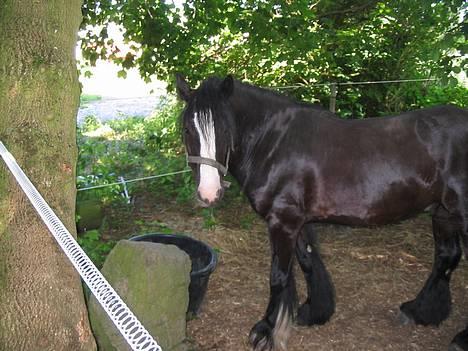 Tinker Lindholms Figaro solgt billede 15