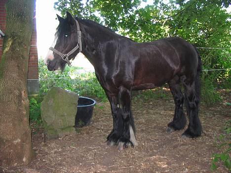 Tinker Lindholms Figaro solgt billede 16