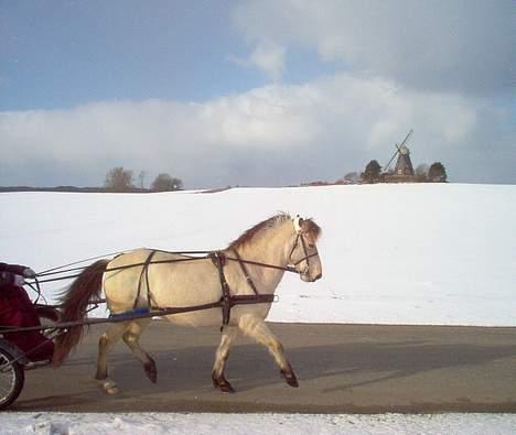 Gotlandsruss Tarpans hanette - Ude i det dejlige vinter vejr og træne... billede 7