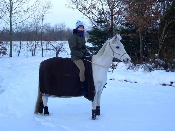 Shagya Araber (SH) Bøgely's Sebastian <3 - Min smukke hest & jeg den 23-12-09 (: <3 billede 1