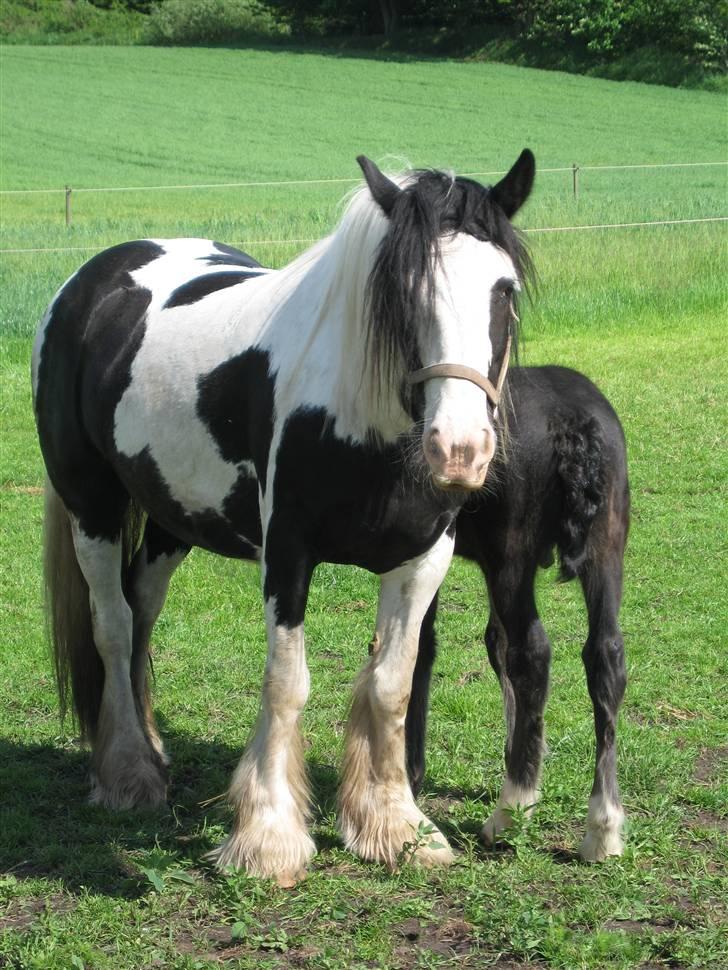 Tinker Holmstrups Tamira (Tinke) - Tinke med sit føl fra i år billede 1