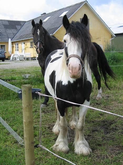 Tinker Holmstrups Tamira (Tinke) - Nyt billede 2