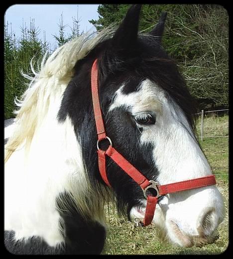 Tinker Holmstrups Tamira (Tinke) - Nyt billede 4