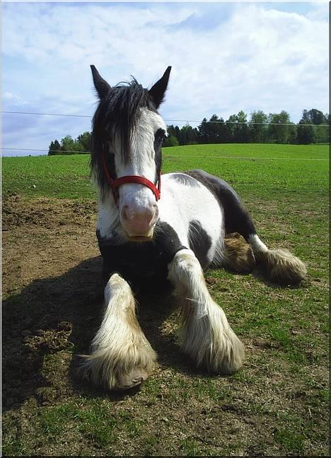 Tinker Holmstrups Tamira (Tinke) billede 6
