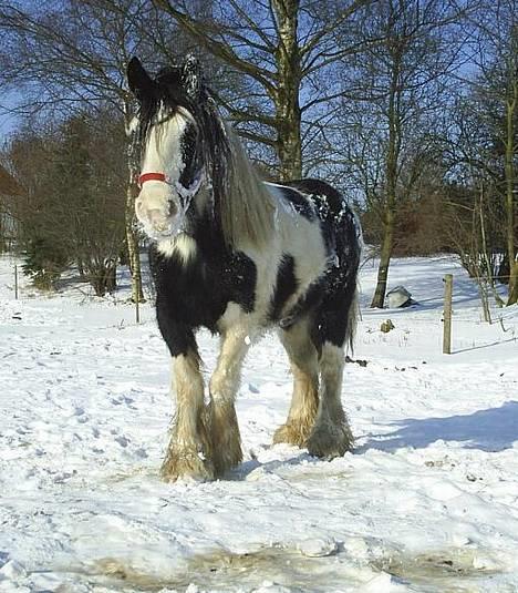 Tinker Holmstrups Tamira (Tinke) - Tinke vinteren 2005 billede 7